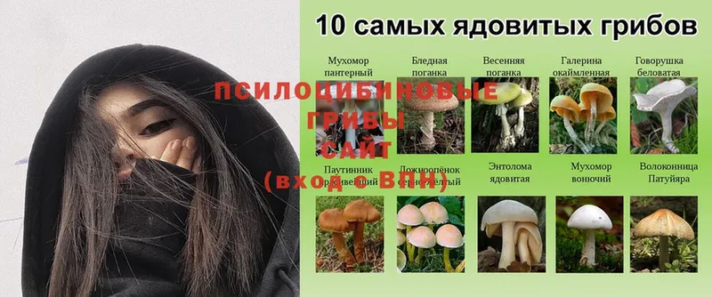 Галлюциногенные грибы MAGIC MUSHROOMS  хочу наркоту  Петропавловск-Камчатский 